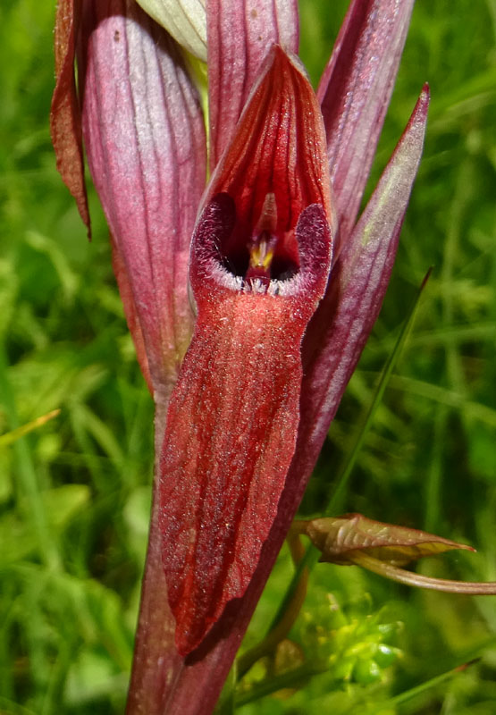 Serapias vomeracea subsp.vomeracea